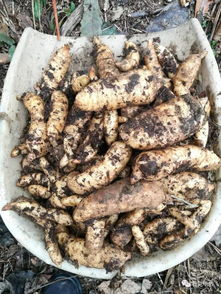 畢節(jié)這里天麻豐收,種植戶卻高興不起來(lái)