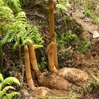 昭通天麻市場(chǎng)2017年4月份天麻平均價(jià)格 - 今日頭條(www.toutiao.com)