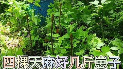 和吳叔進(jìn)山真合財(cái),四棵天麻挖出好幾斤崽子,個頭還都挺大