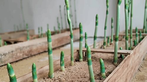 打造騰沖 翡翠天麻 品牌 助力全國(guó)林下天麻產(chǎn)區(qū)建設(shè)