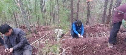 天麻屬于植物 它靠什么生長繁育 如何高產種植