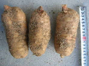 徐洪熊教大家種植天麻，發(fā)家致富之路